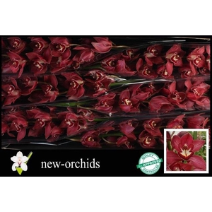 CYMB T REVENING STAR