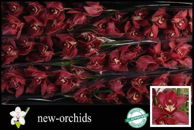 <h4>CYMB T REVENING STAR</h4>