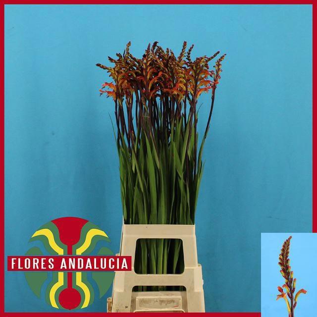 <h4>CHASMAN SATURNUS</h4>