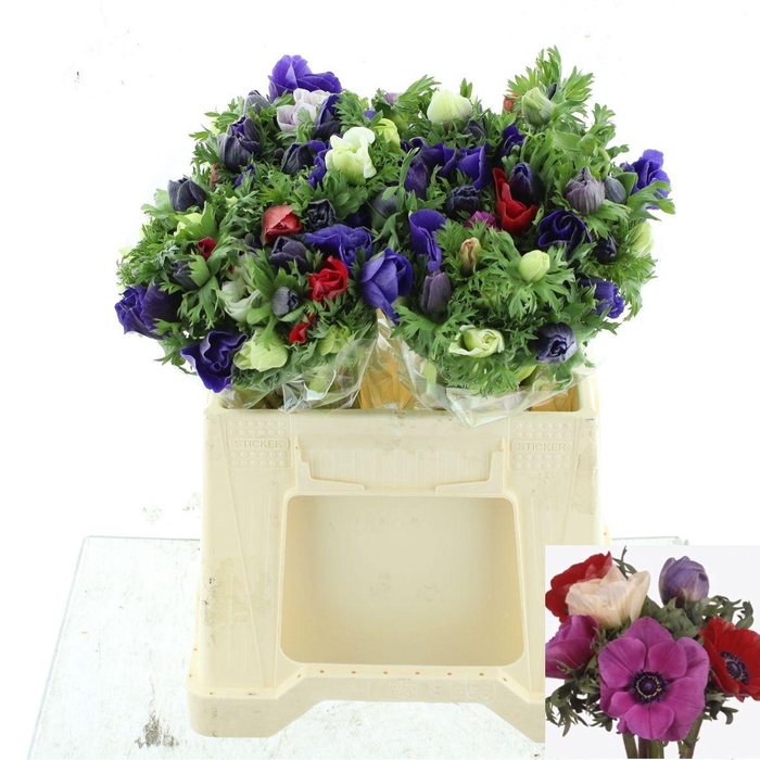 <h4>ANEM CO MAR GEM</h4>