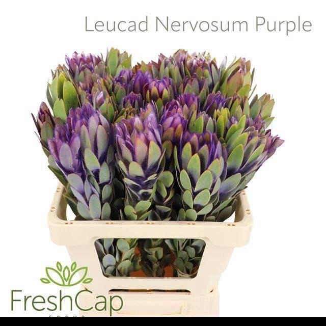 <h4>LEUCAD NERVOSUM</h4>