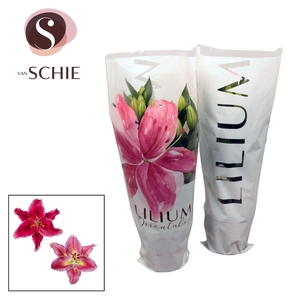 Oriental Roze 3pp