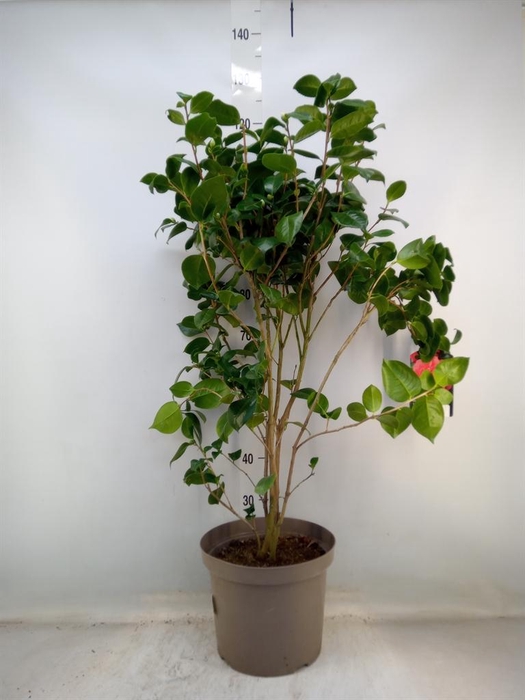 <h4>Camellia japonica</h4>