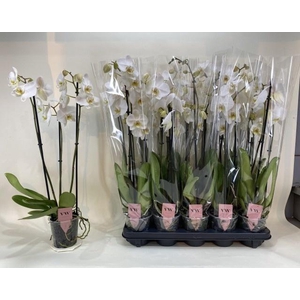 PHAL AN INVERNESS