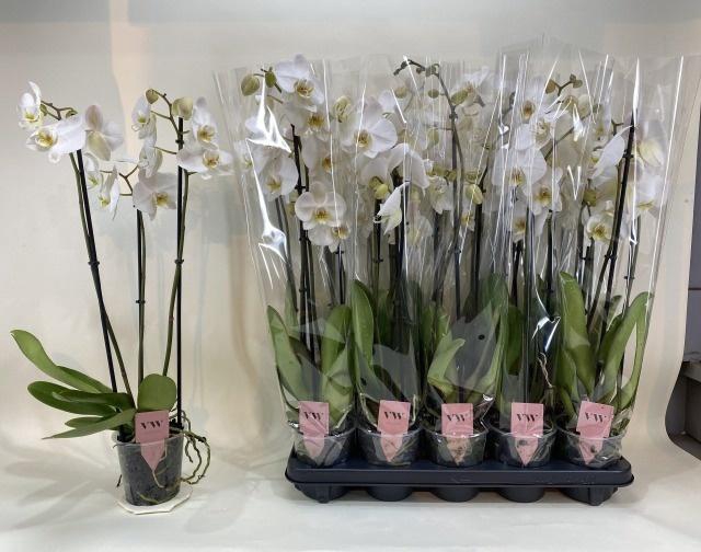 <h4>PHAL OV WIT</h4>