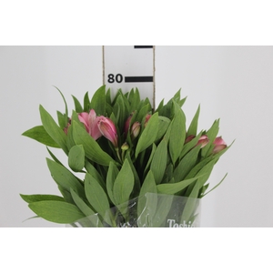 ALSTROEMERIA DEBBY 080 CM