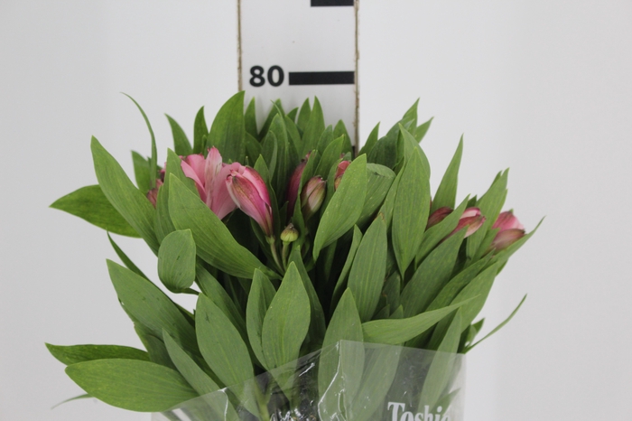 <h4>ALSTROEMERIA DEBBY 080 CM</h4>