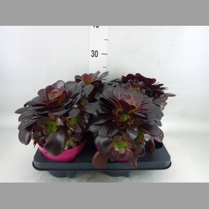 Aeonium arboreum 'Velours'