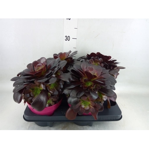Aeonium arboreum 'Velours'