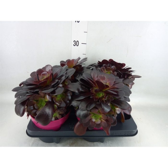 <h4>Aeonium arboreum 'Velours'</h4>