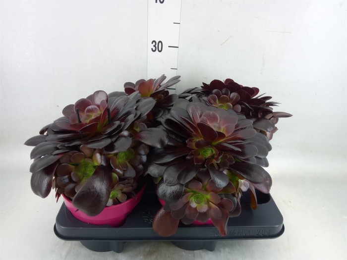 <h4>Aeonium arboreum 'Velours'</h4>