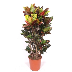 Codiaeum Petra (Croton)