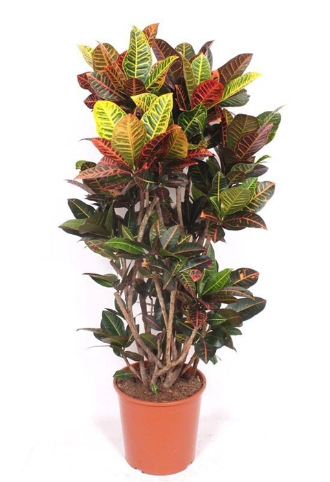 <h4>Codiaeum Petra (Croton)</h4>