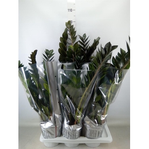 Zamioculcas zamiifolia 'Super Nova'