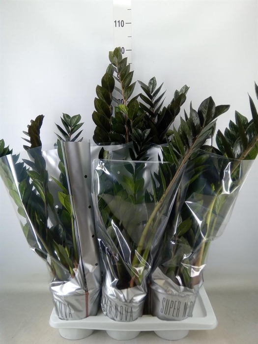 <h4>Zamioculcas zamiifolia 'Super Nova'</h4>