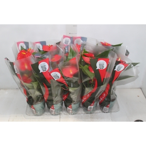 ANTHURIUM ESUDO P12