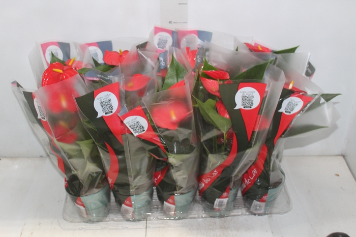 <h4>ANTHURIUM ESUDO P12</h4>