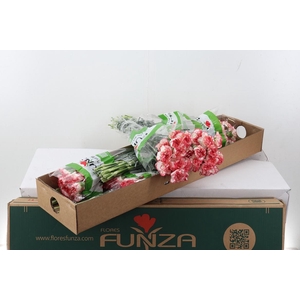 Di St Happy Conference Box