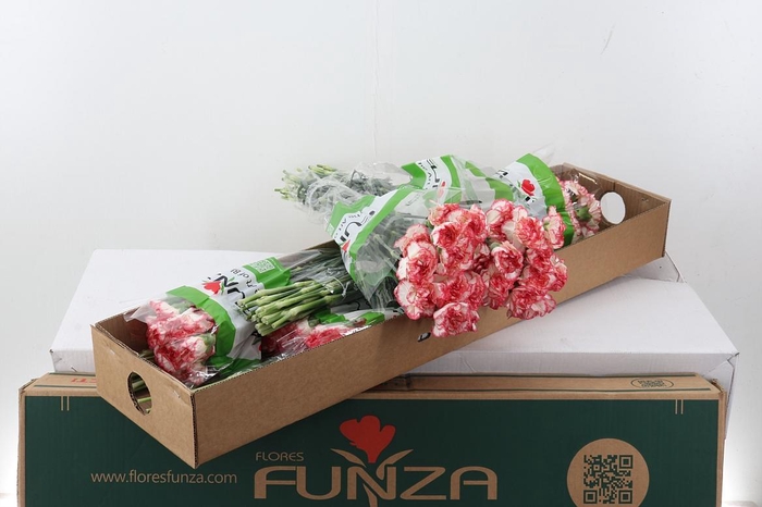<h4>Di St Happy Conference Box</h4>