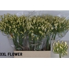 AGAP WHITE HEAVEN XXL