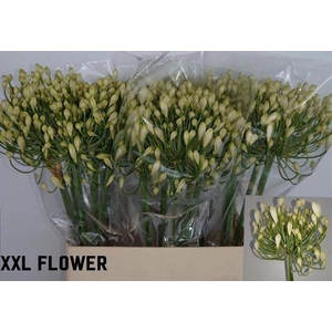 Agapanthus White Heaven Gijzenberg
