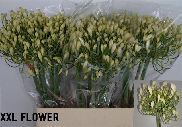 <h4>Agapanthus White Heaven Gijzenberg</h4>