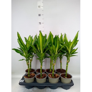 Dracaena frag. 'Cintho'