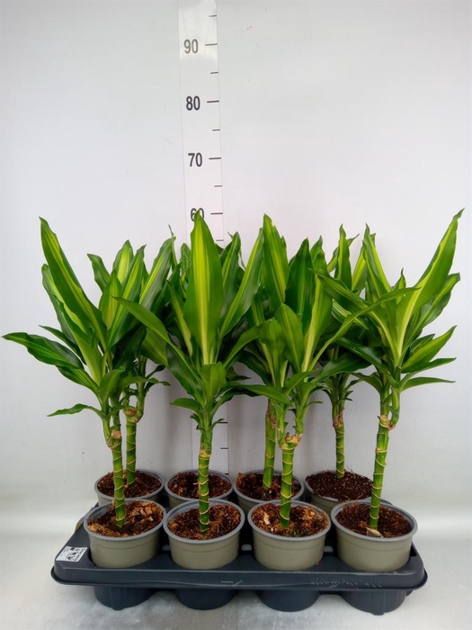 <h4>Dracaena frag. 'Cintho'</h4>