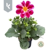 Dahlia Gemengd Summerbees Purple Bicolor