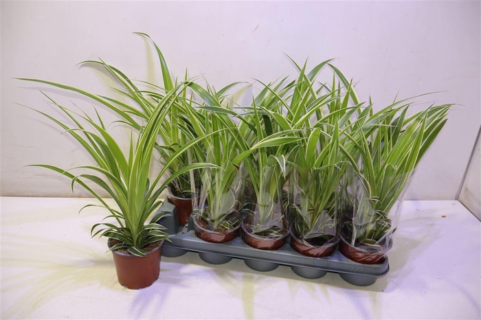 <h4>arr8 Chlor Comosum</h4>