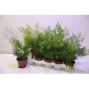 arr8 Aspar Umbellatus