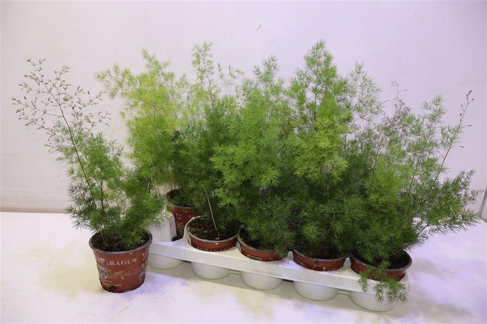 <h4>arr8 Aspar Umbellatus</h4>