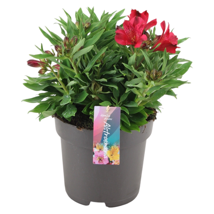 <h4>Alstroemeria Inticancha Doba p21</h4>
