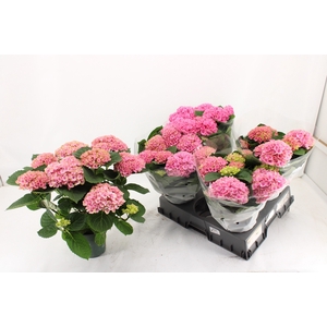 HYDR M MAG EVOLUTION