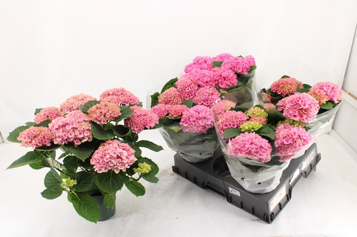 <h4>HYDR M MAG EVOLUTION</h4>