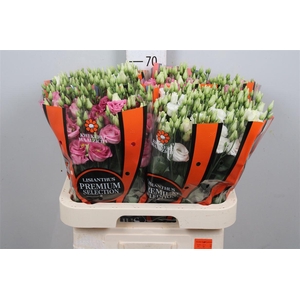 Eus G Mix D.pink/white