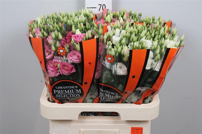 <h4>Eus G Mix D.pink/white</h4>