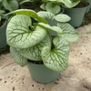 Brunnera
