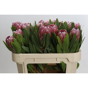 PROTEA PINK ICE