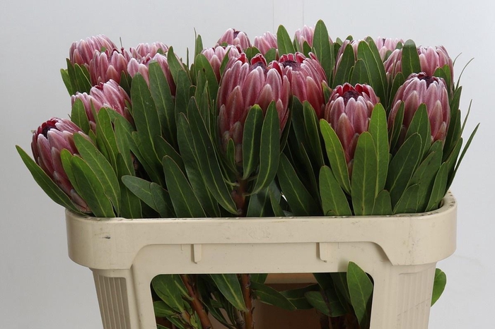 <h4>PROTEA PINK ICE</h4>