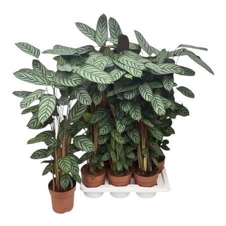 <h4>Ctenanthe Compactsta</h4>