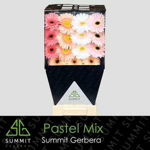 Gerbera Mix 4 kleuren Diamond