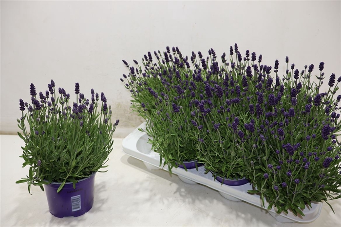 <h4>Lavan An Va D Violet</h4>