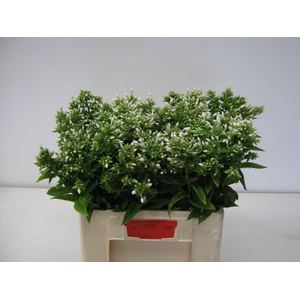 PHLOX P ICECAP