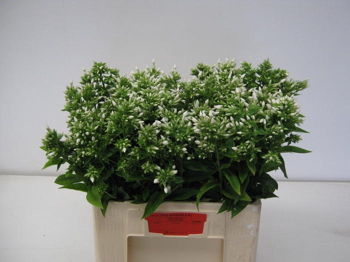 <h4>PHLOX P ICECAP</h4>