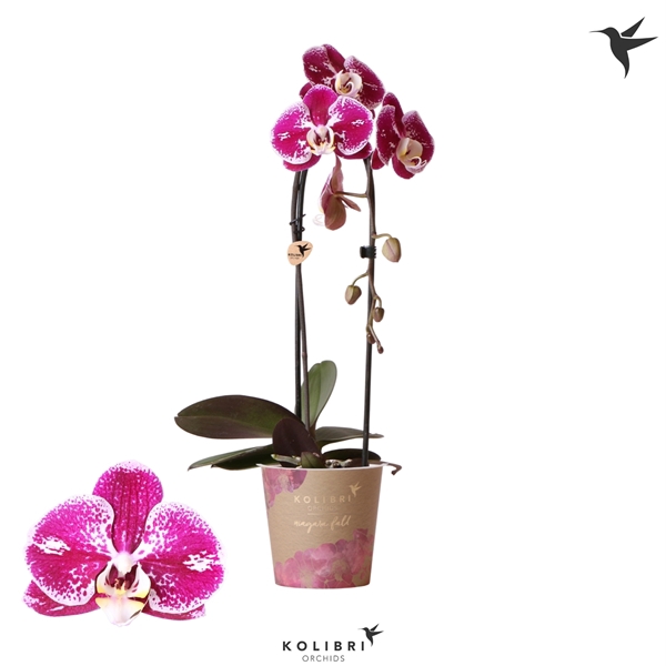 <h4>Kolibri Orchids Cascade Niagara fall spotty 1spike</h4>