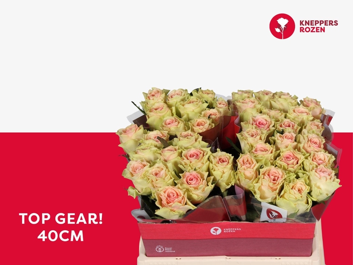 <h4>R GR TOP GEAR!</h4>