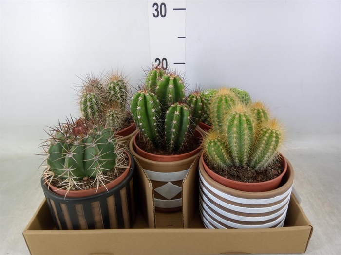 <h4>Cactus ...</h4>