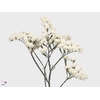 Limonium St White Birds