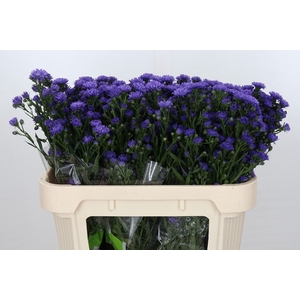 Aster Astee Dark Milka